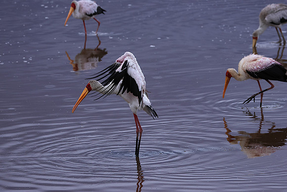 Yellow-billes storks - Lake Nakuru