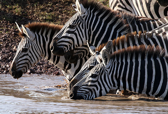 Serengeti - Grumeti Private Reserve