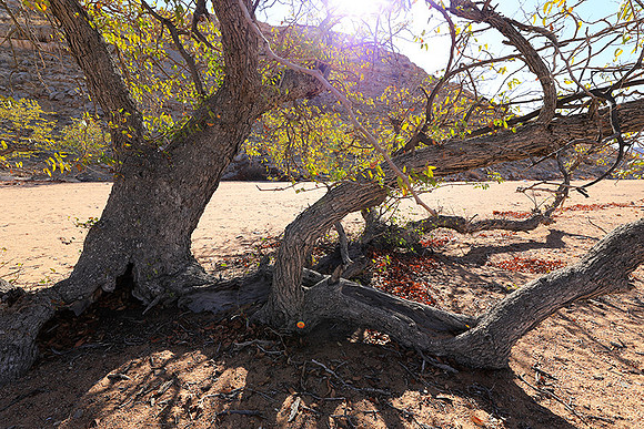 Damaraland