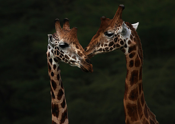 Lake Nakuru NP