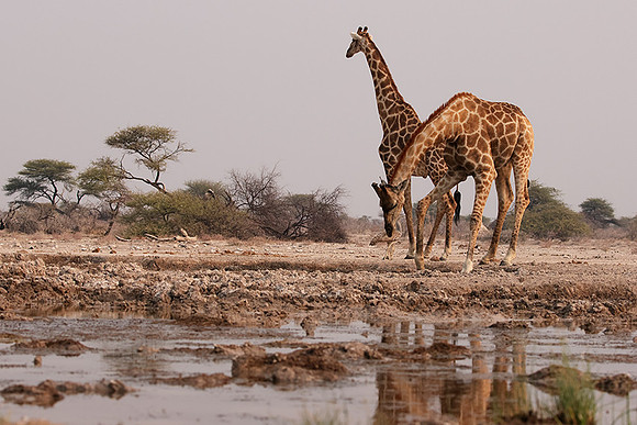 Onguma Private Reserve
