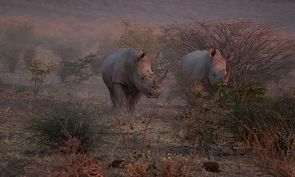 White rhinos  -  Ongava Private Reserve