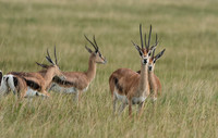 Borana