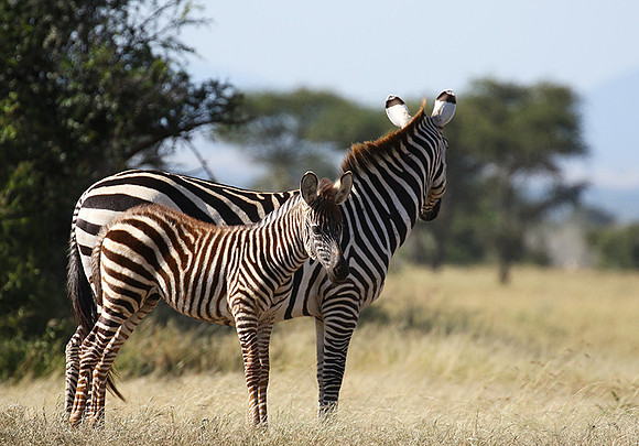 Serengeti - Grumeti Private Reserve