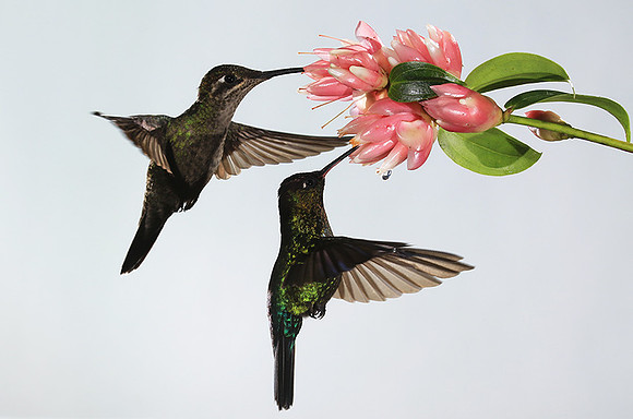 Fiery-throated humming bird & rivoli's hummingbird