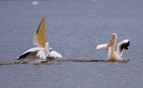 Lake Nakuru
