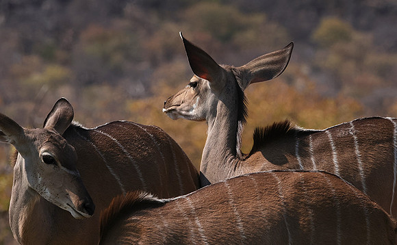Onguma Private Reserve