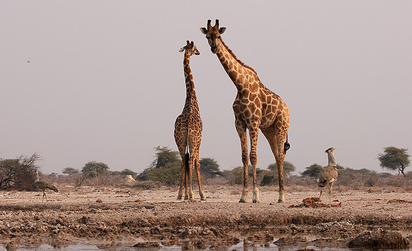 Onguma Private Reserve