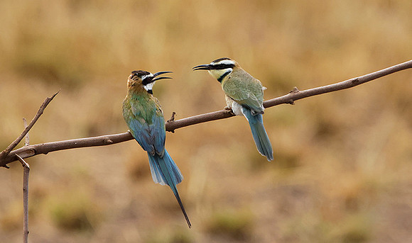 White-throated bee-eater - Shompole