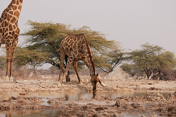 Onguma Private Reserve