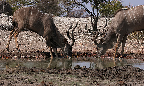 Onguma Private Reserve