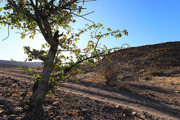 Damaraland