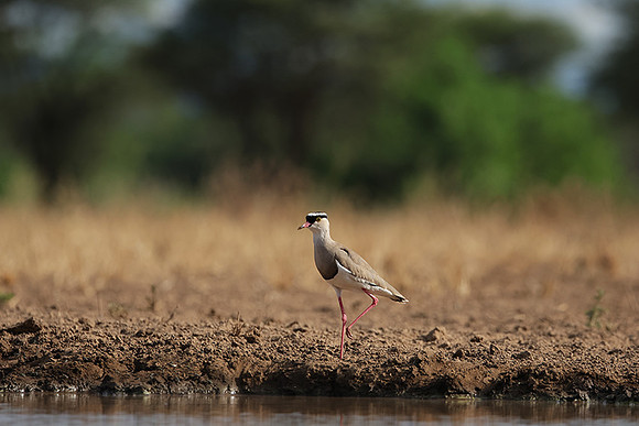 Crowned lapwing - Shompole