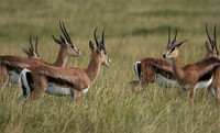 Borana