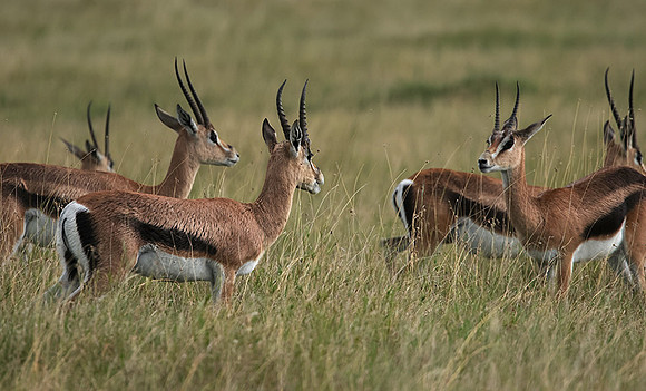 Borana