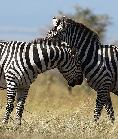Serengeti - Grumeti Private Reserve