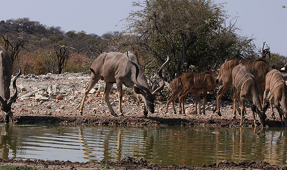 Onguma Private Reserve