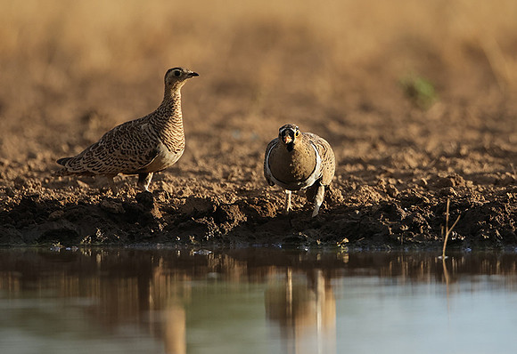 Black-faced sangrouses - Shompole