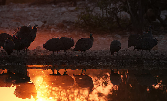 Helmeted guineafowl - Ongava Private Reserve