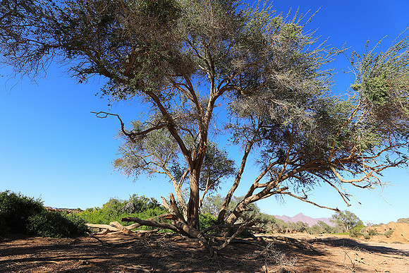 Damaraland
