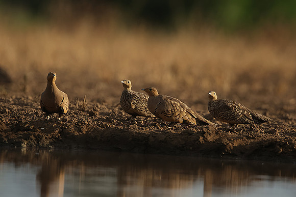 Chestnut-bellied sandgrouse - Shompole