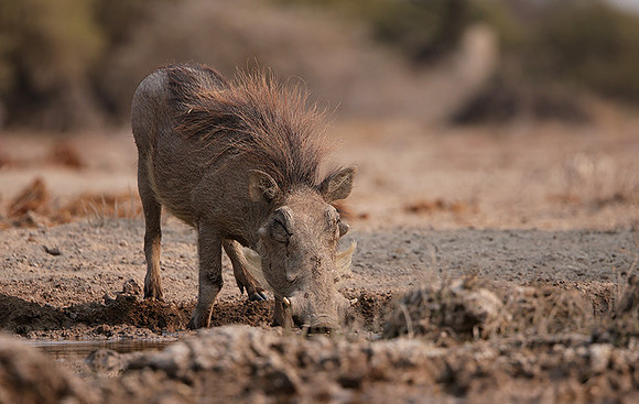 Ongava Private Reserve