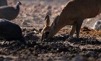 Ongava Private Reserve