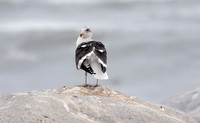 Kelp gull - Skeleton coast