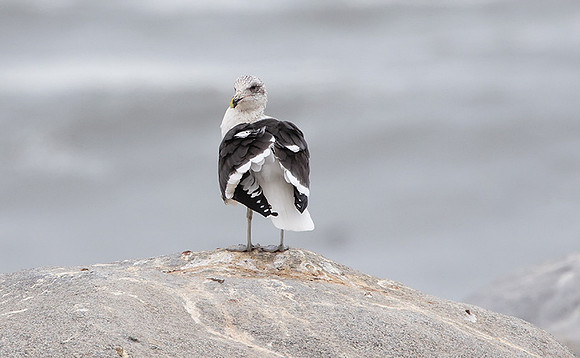 Kelp gull - Skeleton coast