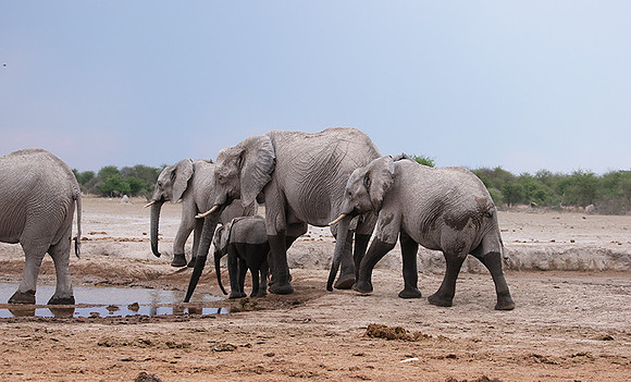 Nxai Pan