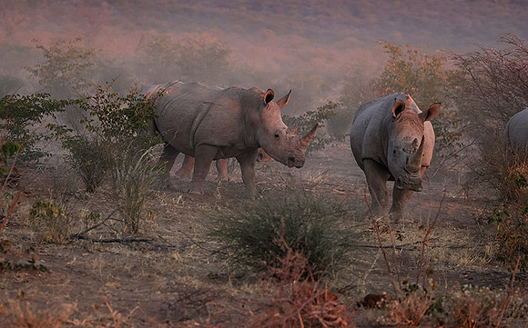 White rhinos  -  Ongava Private Reserve