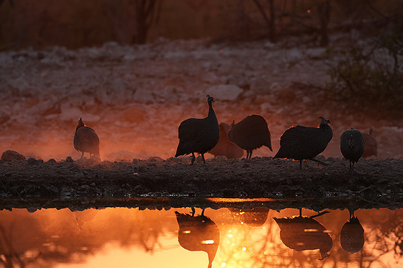 Helmeted guineafowl - Ongava Private Reserve