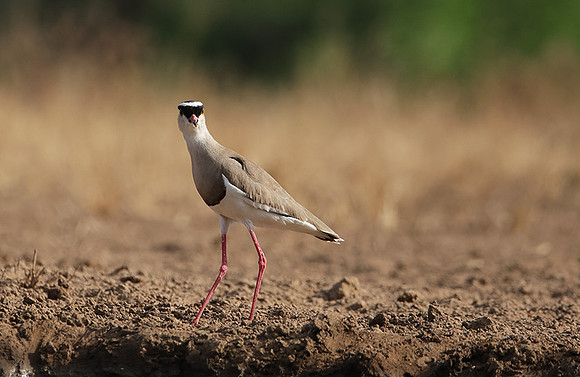 Crowned lapwing - Shompole