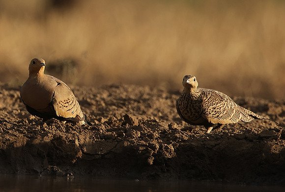 Chestnut-bellied sandgrouse - Shompole
