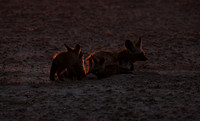 Bat-eared foxes - Nxai Pan