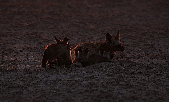 Bat-eared foxes - Nxai Pan