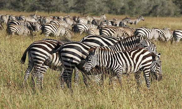 Serengeti - Grumeti Private Reserve