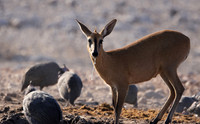 Ongava Private Reserve