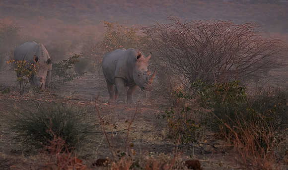 White rhinos  -  Ongava Private Reserve