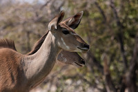 Onguma Private Reserve