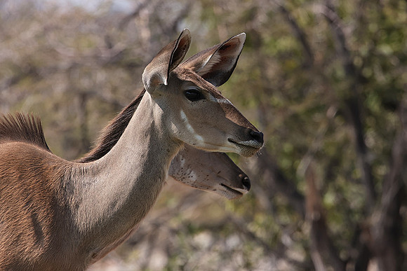 Onguma Private Reserve