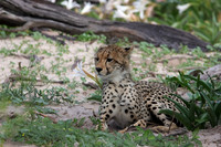 Delta of Okavango