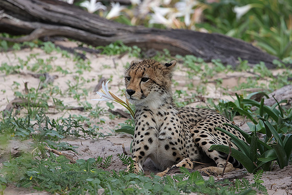 Delta of Okavango