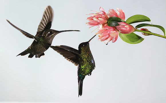Fiery-throated humming bird & rivoli's hummingbird