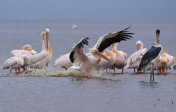 Lake Nakuru