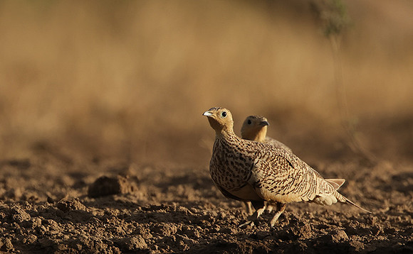 Chestnut-bellied sandgrouse - Shompole