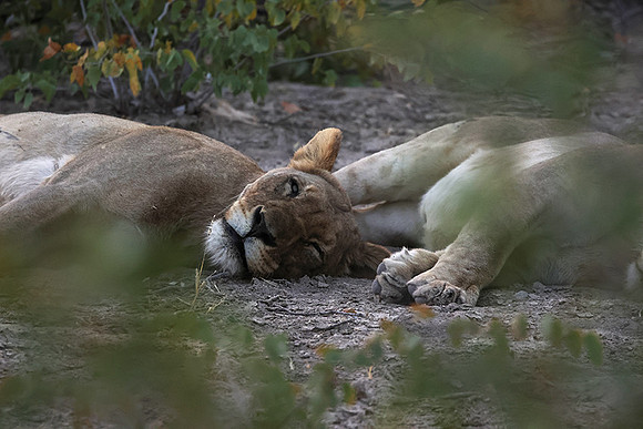Ongava Private Reserve
