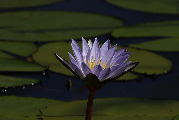 Lotus flowers - Botswana
