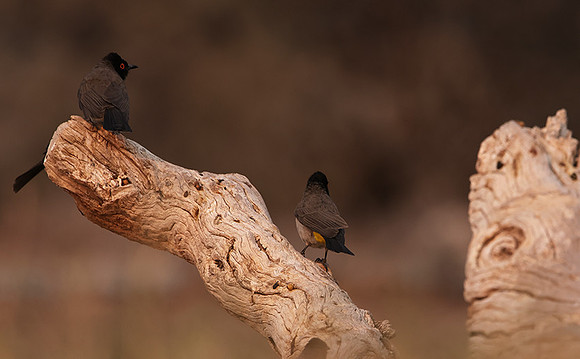 African red-eyed bulbul - Onguma Private Reserve