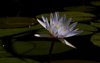 Lotus flowers - Botswana